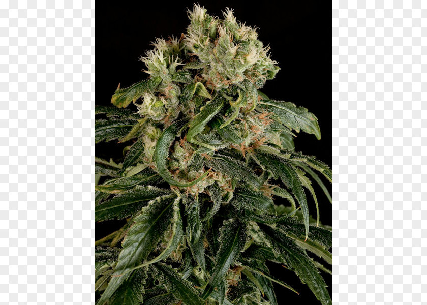 Cannabis Sativa Seed Skunk Cultivation PNG