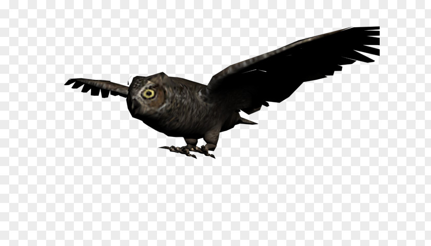 Owl Little Bird PNG