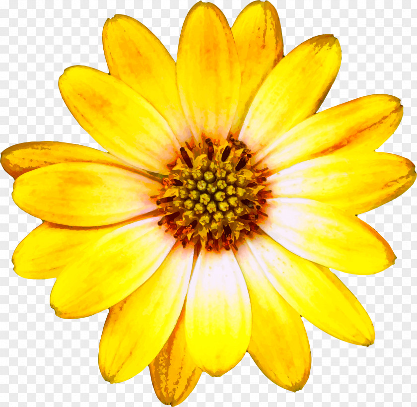 Sunflower Flower Clip Art PNG