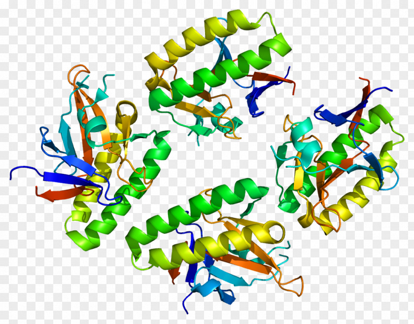 Translationally Controlled Tumour Protein Translationally-controlled Tumor Gene Wikipedia PNG