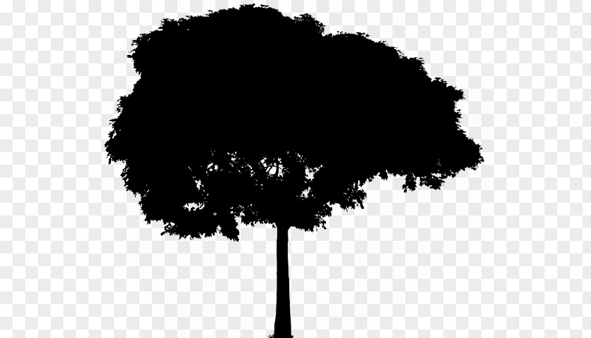 Vector Graphics Tree Drawing Image Ecology PNG