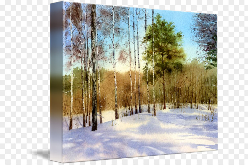 Winter Forest Birch Painting Biome State Park Wood PNG