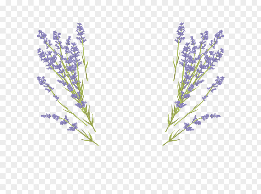 Alfazema Ornament Vector Graphics Royalty-free Lavender Illustration Wedding Invitation PNG