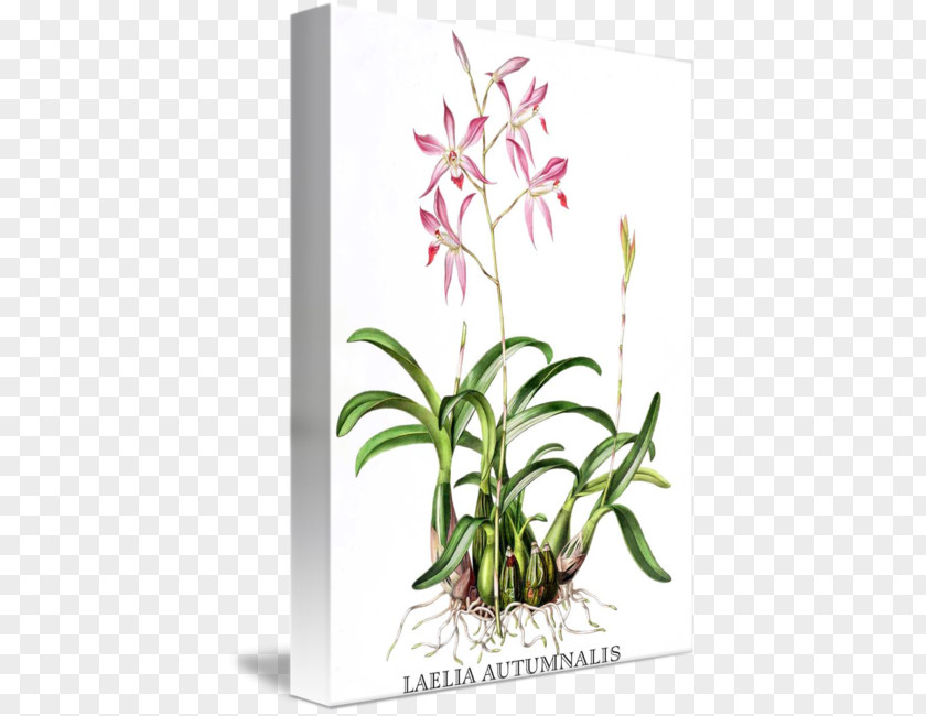 Botanical Illustrations Orchids Illustration Laelia Autumnalis Painting PNG