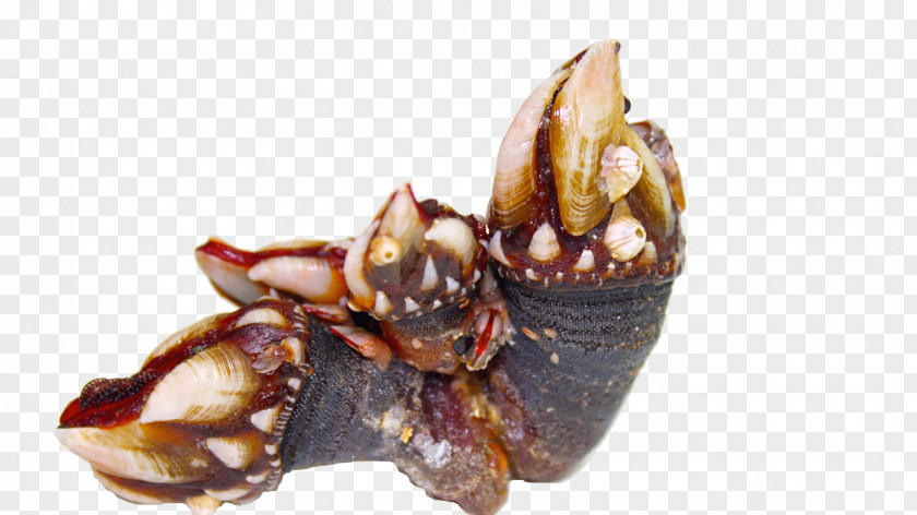 Gourmet Pollicipes Galician Cuisine European Lobster Shellfish Spider Crab PNG