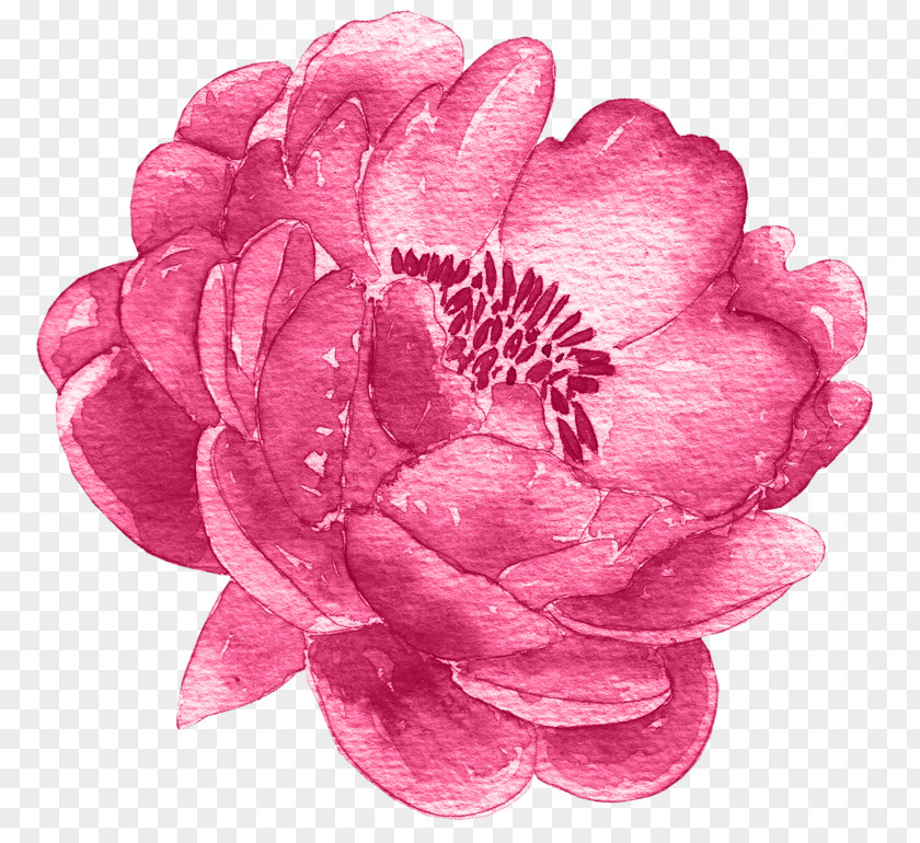 Japanese Camellia Cut Flowers Watercolor Pink PNG