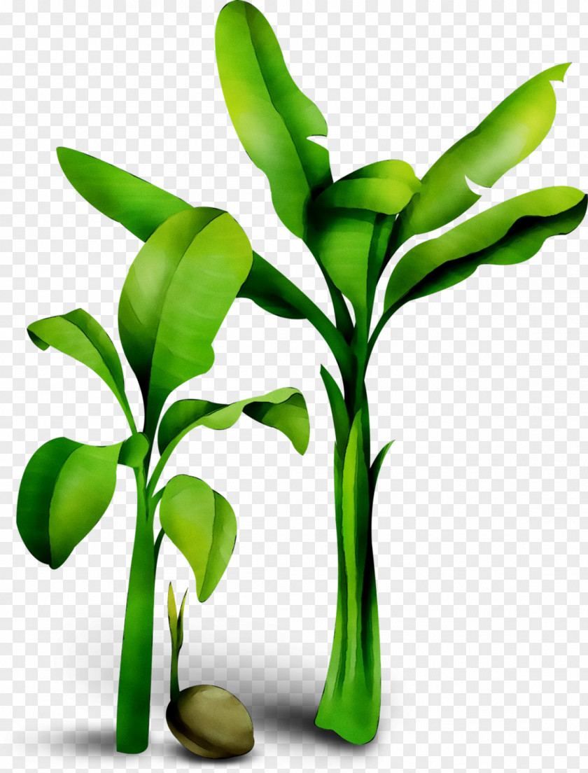 Leaf Plant Stem Flower Tree PNG