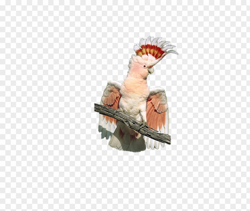 Parrot Bird Cockatiel Amazon Cockatoo Animal PNG