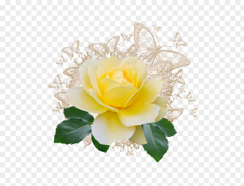 Rose Garden Roses Ansichtkaart PNG