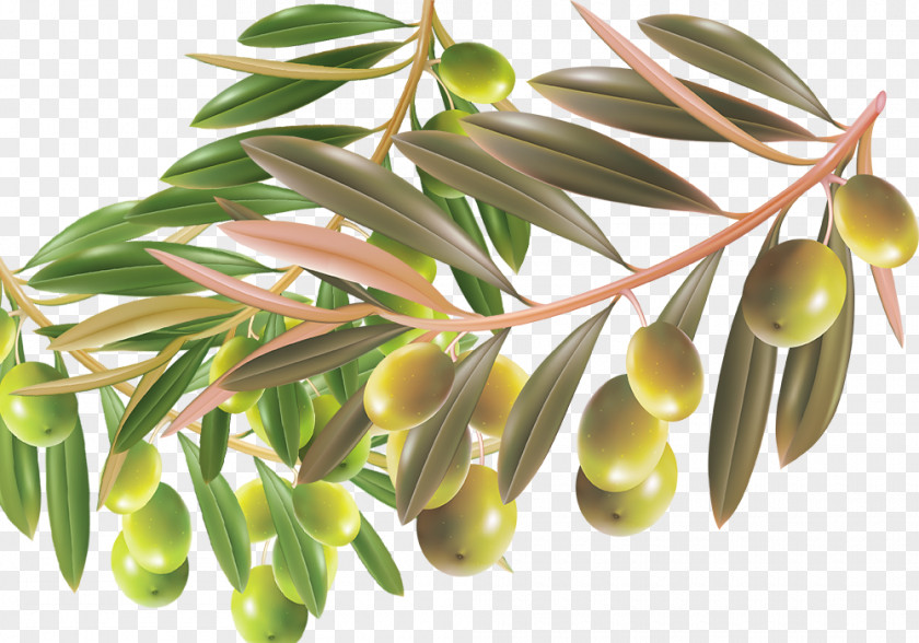 With Foliage Green Olives Material Contessa Entellina Manufacturing Olive PNG