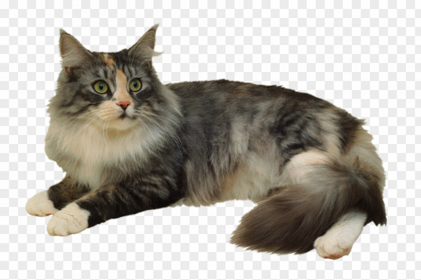 Cat Toys Siberian Ragdoll American Wirehair Norwegian Forest Stock Photography PNG