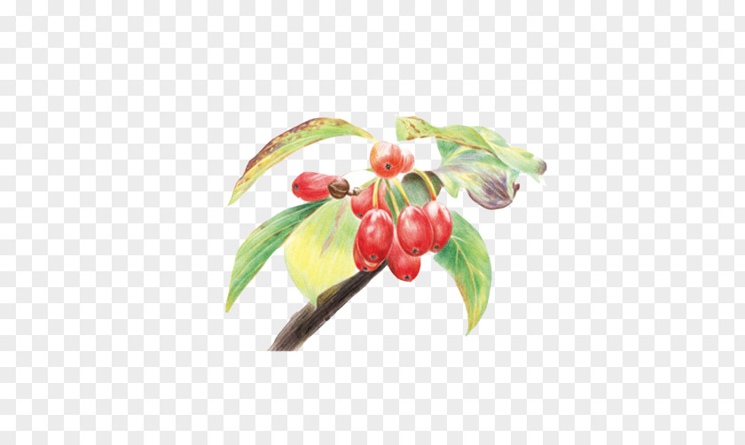 Cherry Fruit Stock Image Colored Pencil Drawing Watercolor Painting PNG