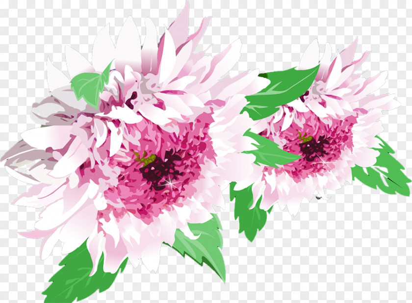 Chrysanthemum Plant Flower PNG