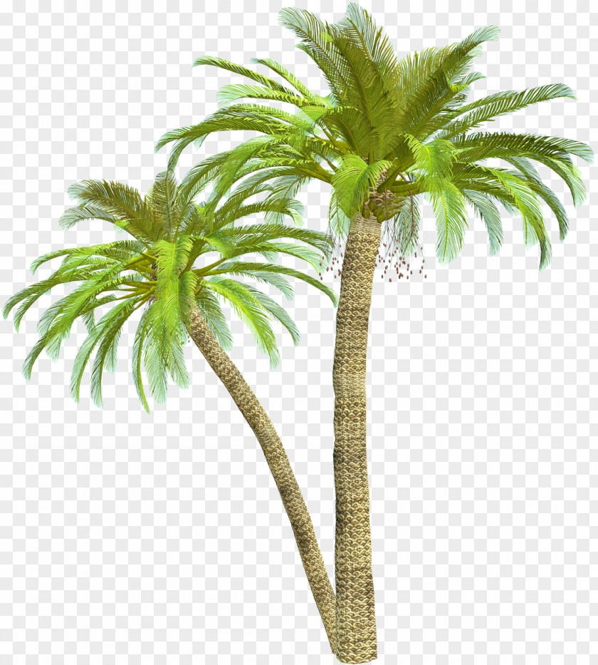 Coconut Tree Blog Photography Clip Art PNG
