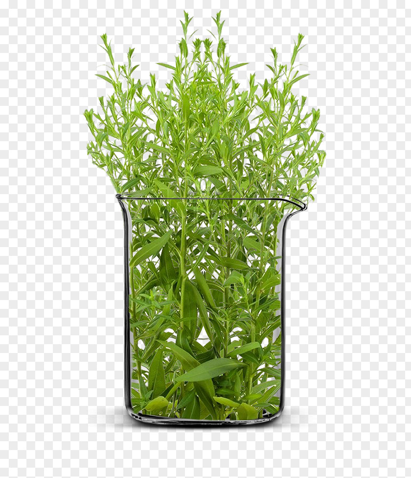 Natural Flowers In Sri Lanka Herb Shrub Flowerpot Tree Plant Stem PNG