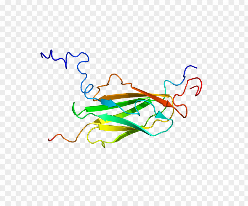 U Protein Filamin Actin Homeobox N-terminus PNG