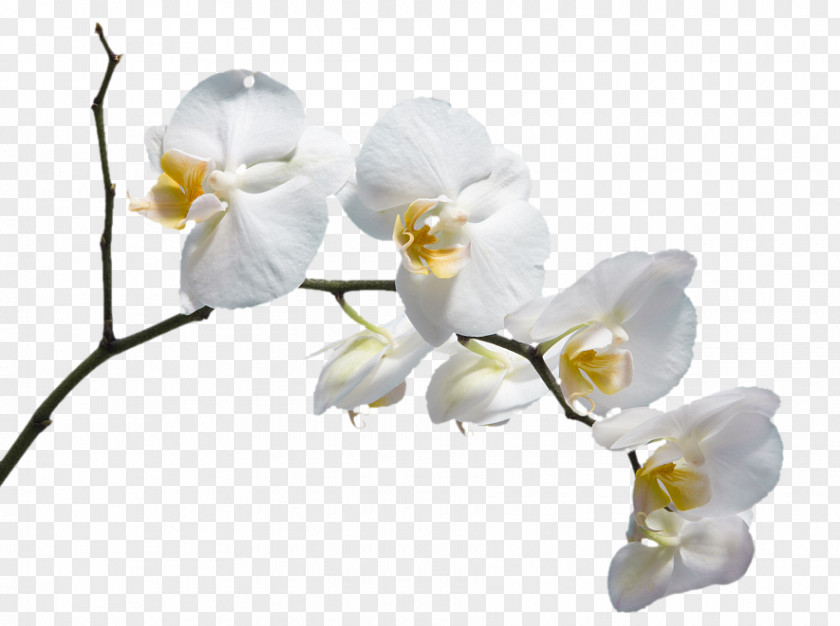 A White Flower Moth Orchids Please God Send Me Husband Download PNG