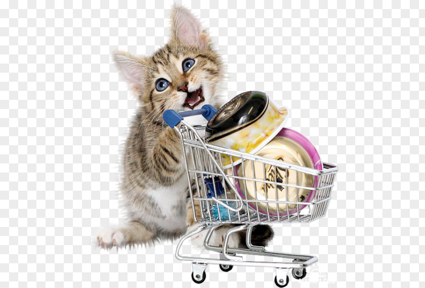 Cat Pink Kitten Shopping Cart PNG