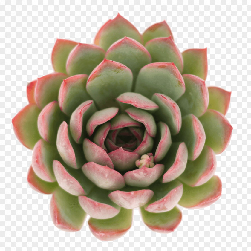 Echeveria Adromischus Cristatus Succulent Plant Leaf PNG