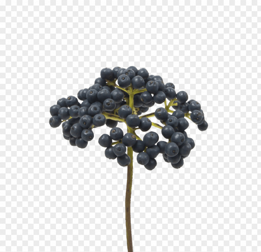 Eucalyptus Wreath Bilberry Holex Flower B.V. Blueberry Cut Flowers PNG