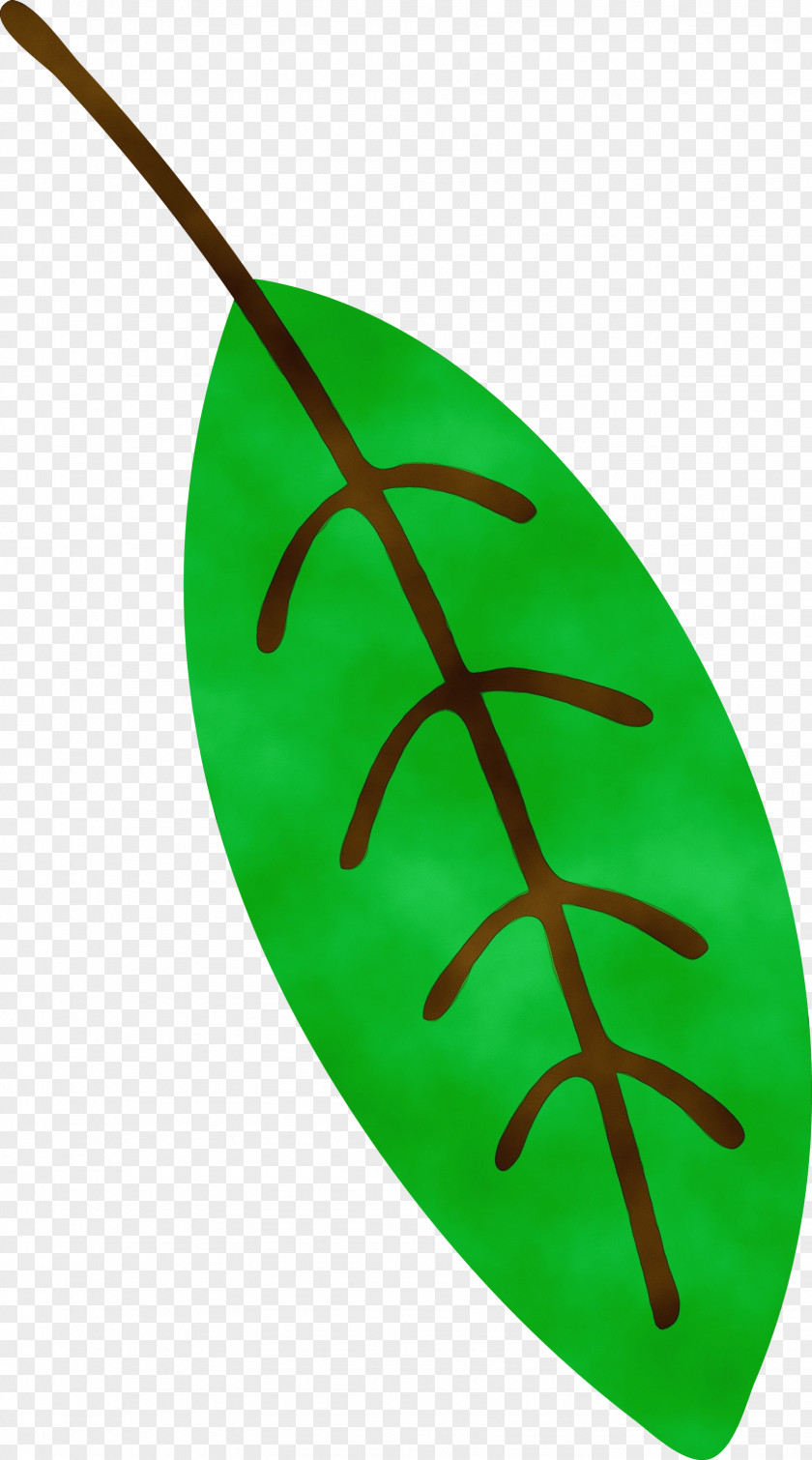 Leaf Green Biology Plants Science PNG