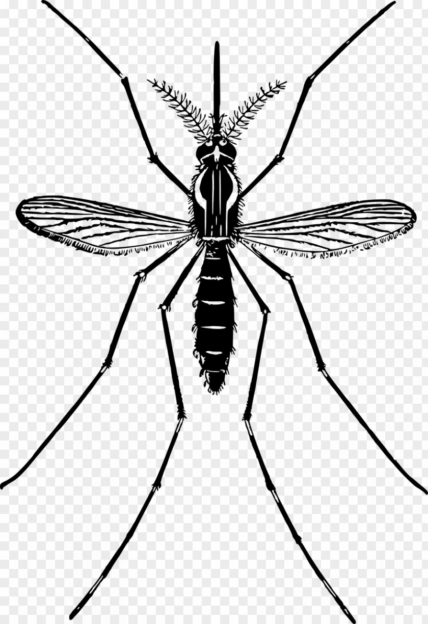 Mosquito Clip Art PNG