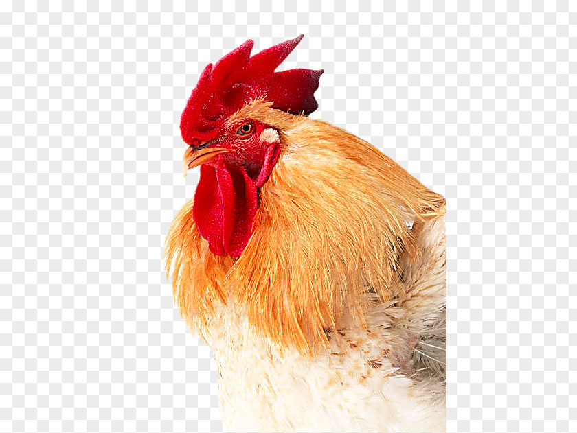 Nice Big Cock Broiler Chicken Multivitamin Pharmaceutical Drug PNG