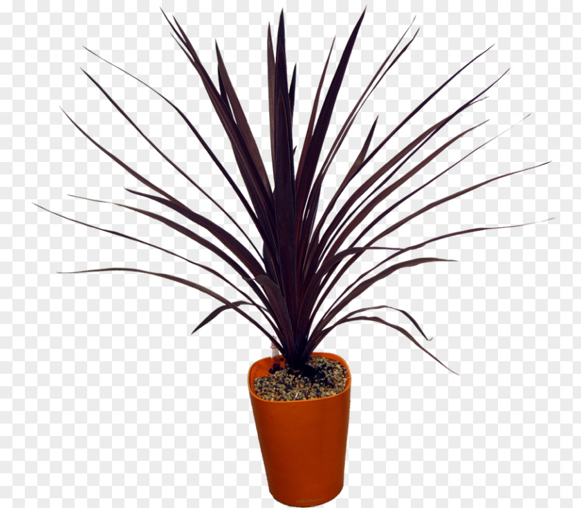 Plant Arecaceae Interscapes Cordyline Houseplant PNG