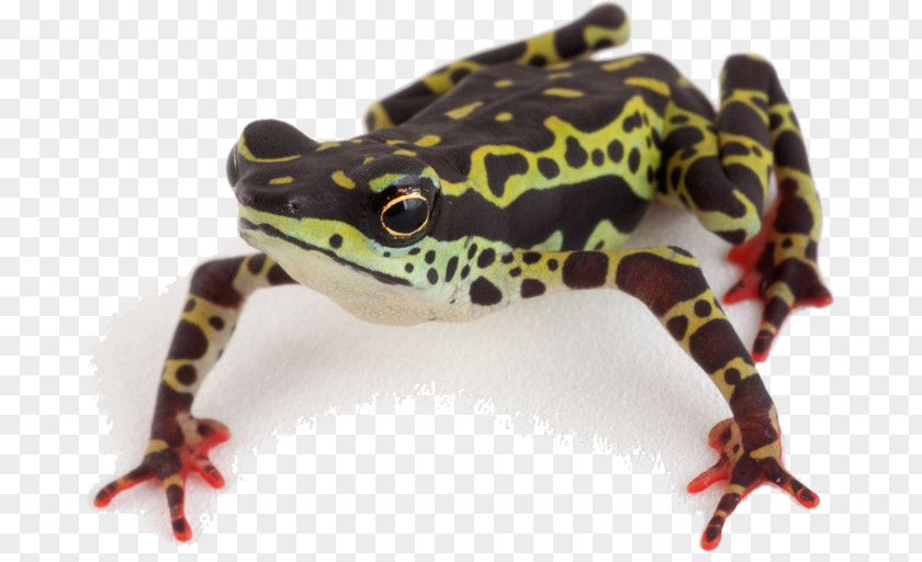 Amphibian Panamanian Golden Frog Atelopus Spumarius Balios PNG