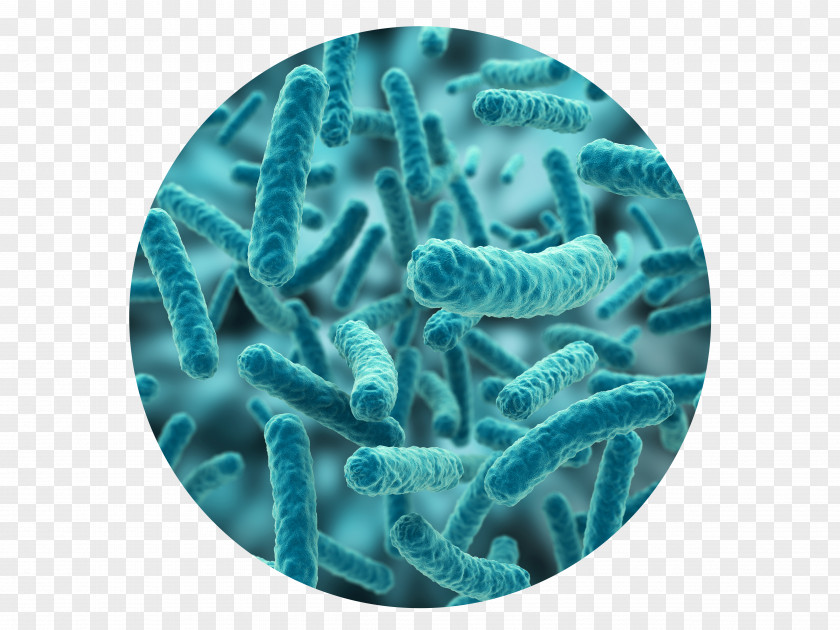 Bacteria Lactobacillus Casei Probiotic Gut Flora Acidophilus PNG
