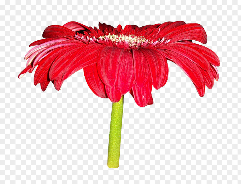 Big Red Chrysanthemums Flower Clip Art PNG
