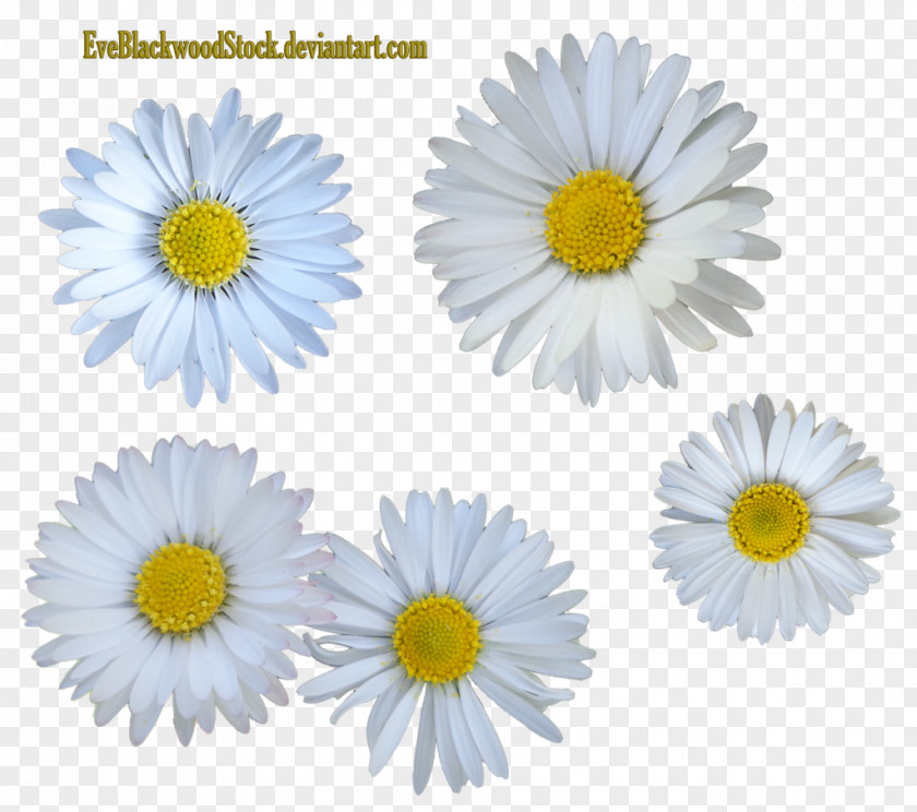 Daisys Flowerstock Daisy Family Common PNG