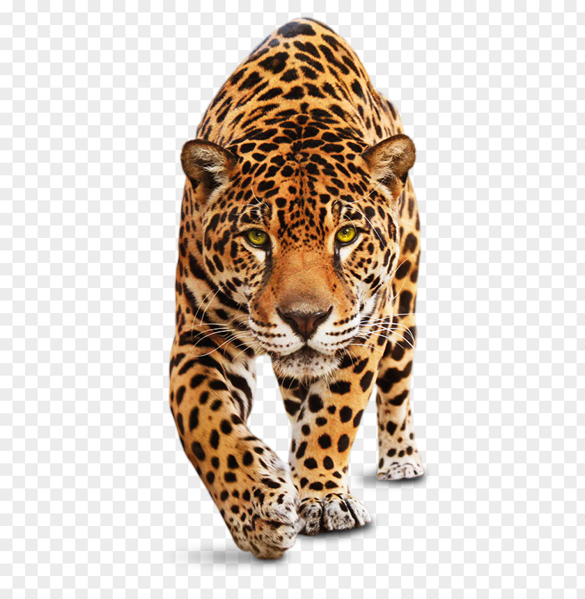Food Web For The Amazon Rainforest Jaguar Leopard Tiger Felidae Cheetah PNG