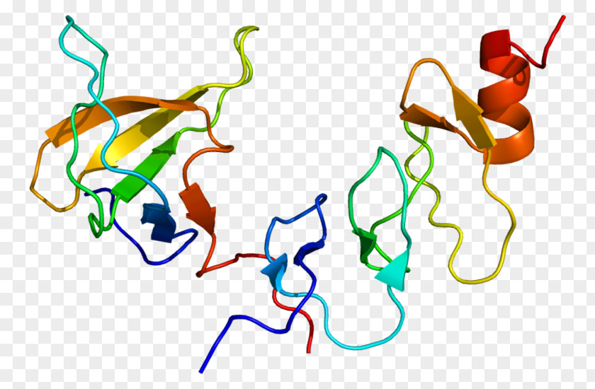 NCK2 Signal Transducing Adaptor Protein GRB2 NCK1 PNG