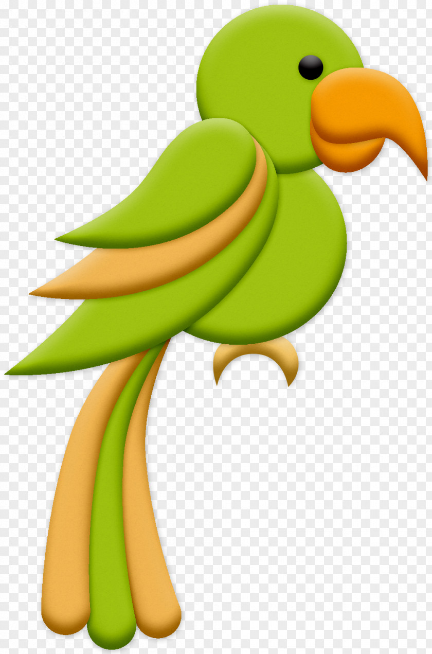 Parrot Piciformes Bird PNG