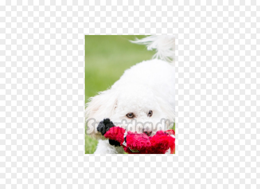 Puppy Bichon Frise Maltese Dog Havanese Bolognese Poodle PNG