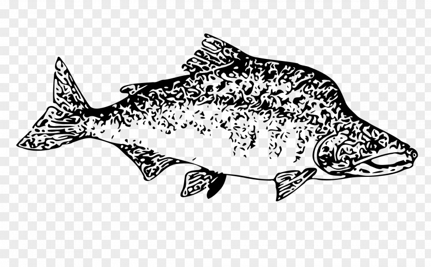 SALMON Salmon Fish Clip Art PNG