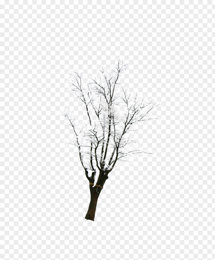 Tree With Snow Winter PNG