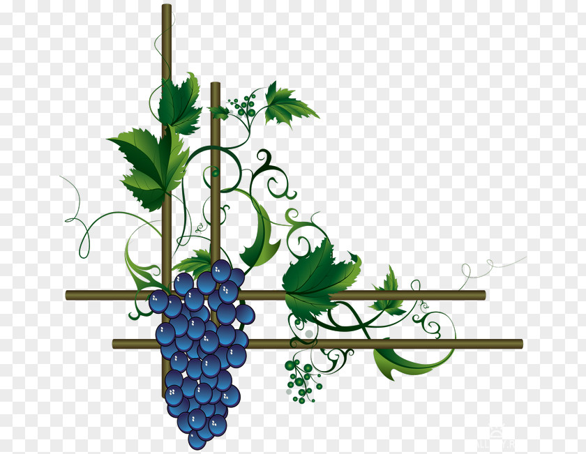 Wine Merlot Grape Leaves PNG
