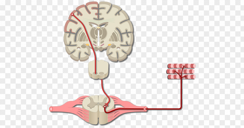 Brain Primary Motor Cortex Cerebral Somatosensory PNG