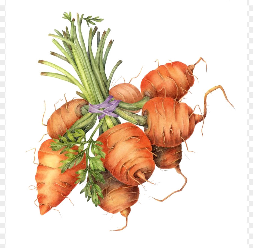 Carrot Botanical Illustration Drawing Botany PNG