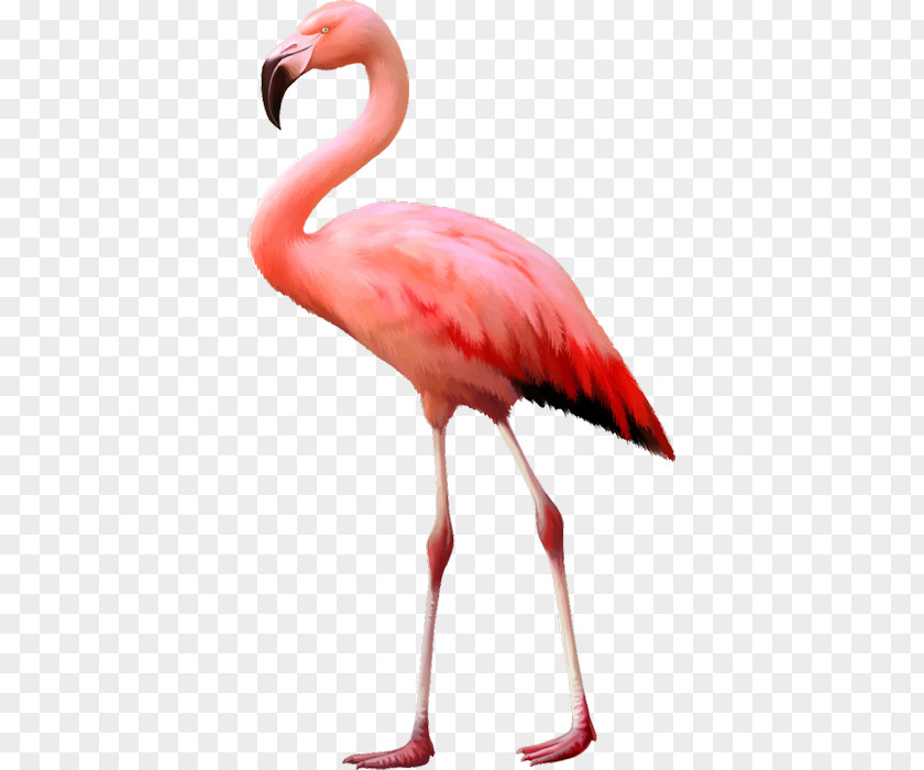 Flamant Rose Bird Flamingo Stock Photography Desktop Wallpaper PNG