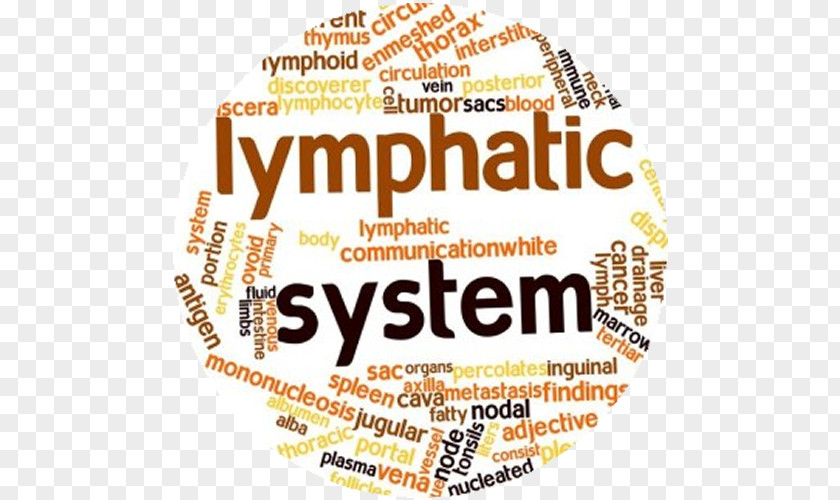 Lymphatic System Circulatory Vessel Manual Drainage Lymph Node PNG