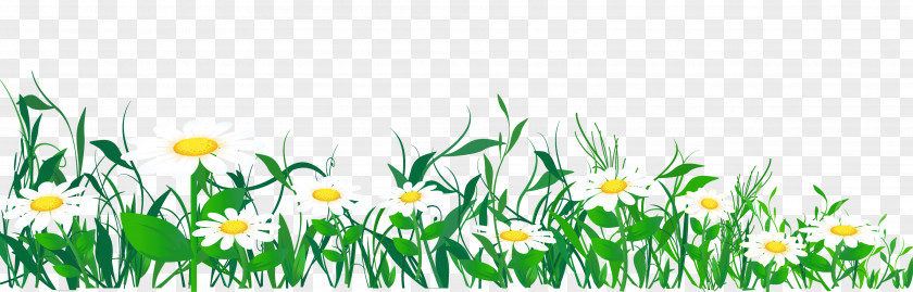 Picture Of Daisies Common Daisy Clip Art PNG