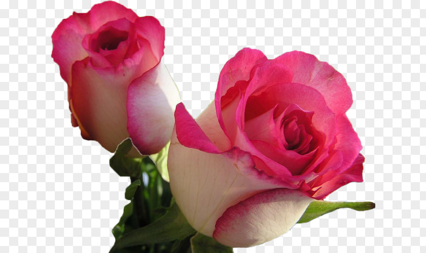 Rose Desktop Wallpaper Flower Image Pink PNG
