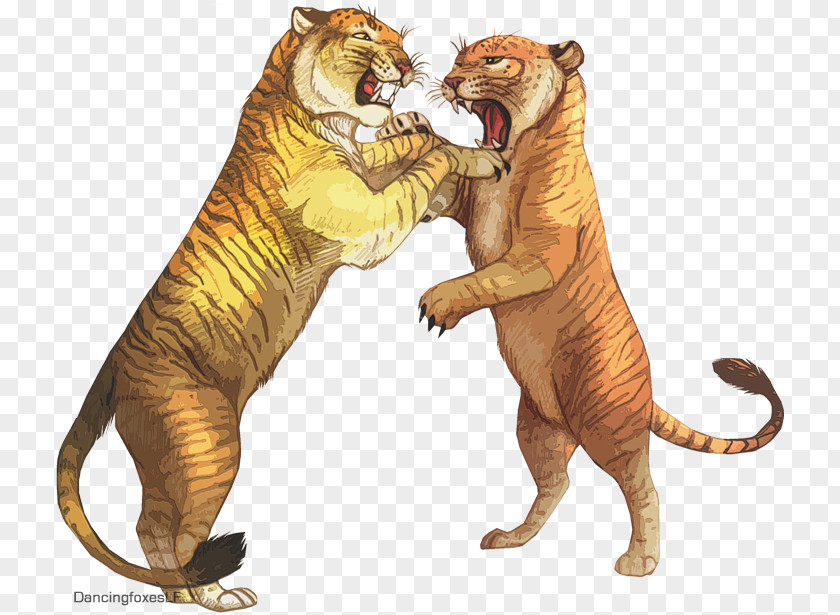 Tiger Lion Liger Tigon Drawing PNG