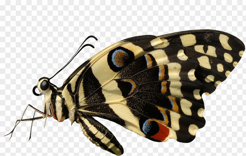 Butterfly Insect Clip Art PNG