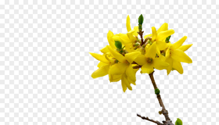 Forsycje Plant Stem Twig Flowering Plants PNG