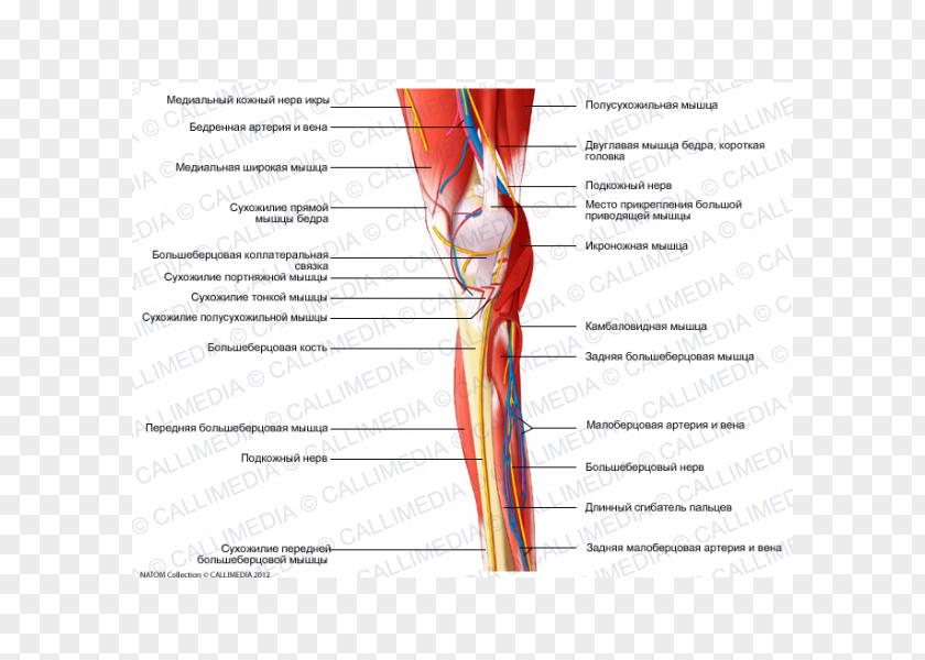 Muscle Legs Homo Sapiens Shoulder Nerve Blood Vessel PNG