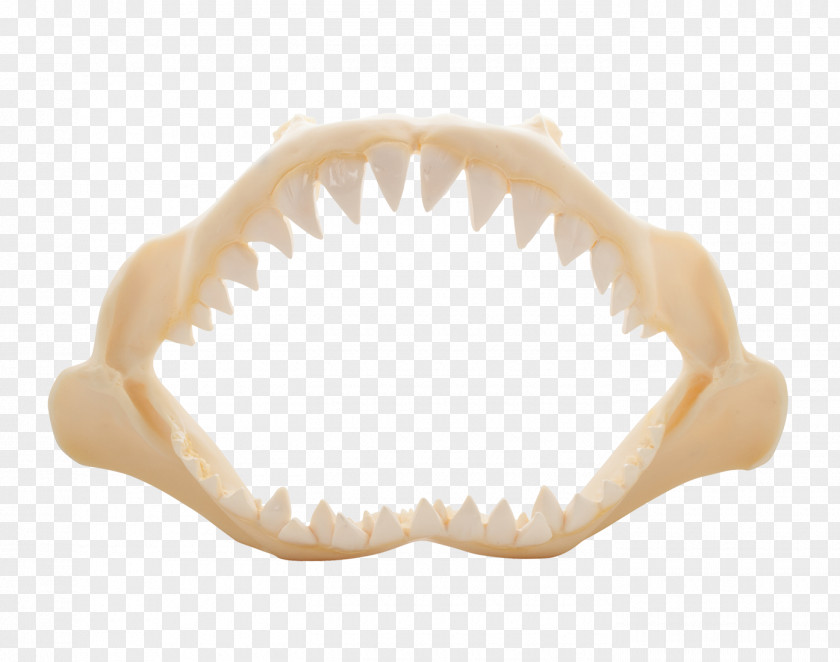 Seashel Polyresin Jaw Shark The Seashell Company PNG